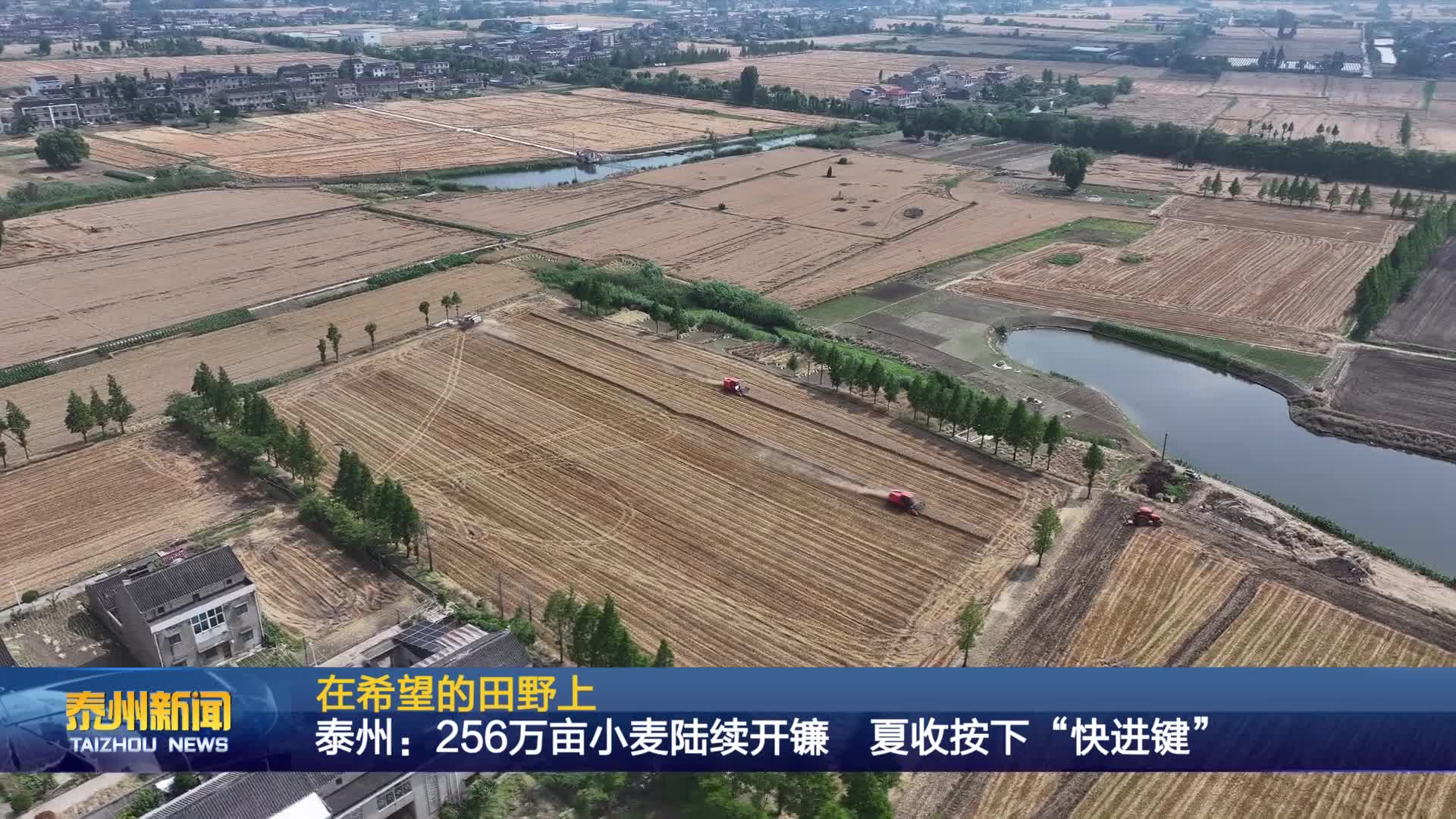 在希望的田野上  泰州：256万亩小麦陆续开镰 夏收按下“快进键”